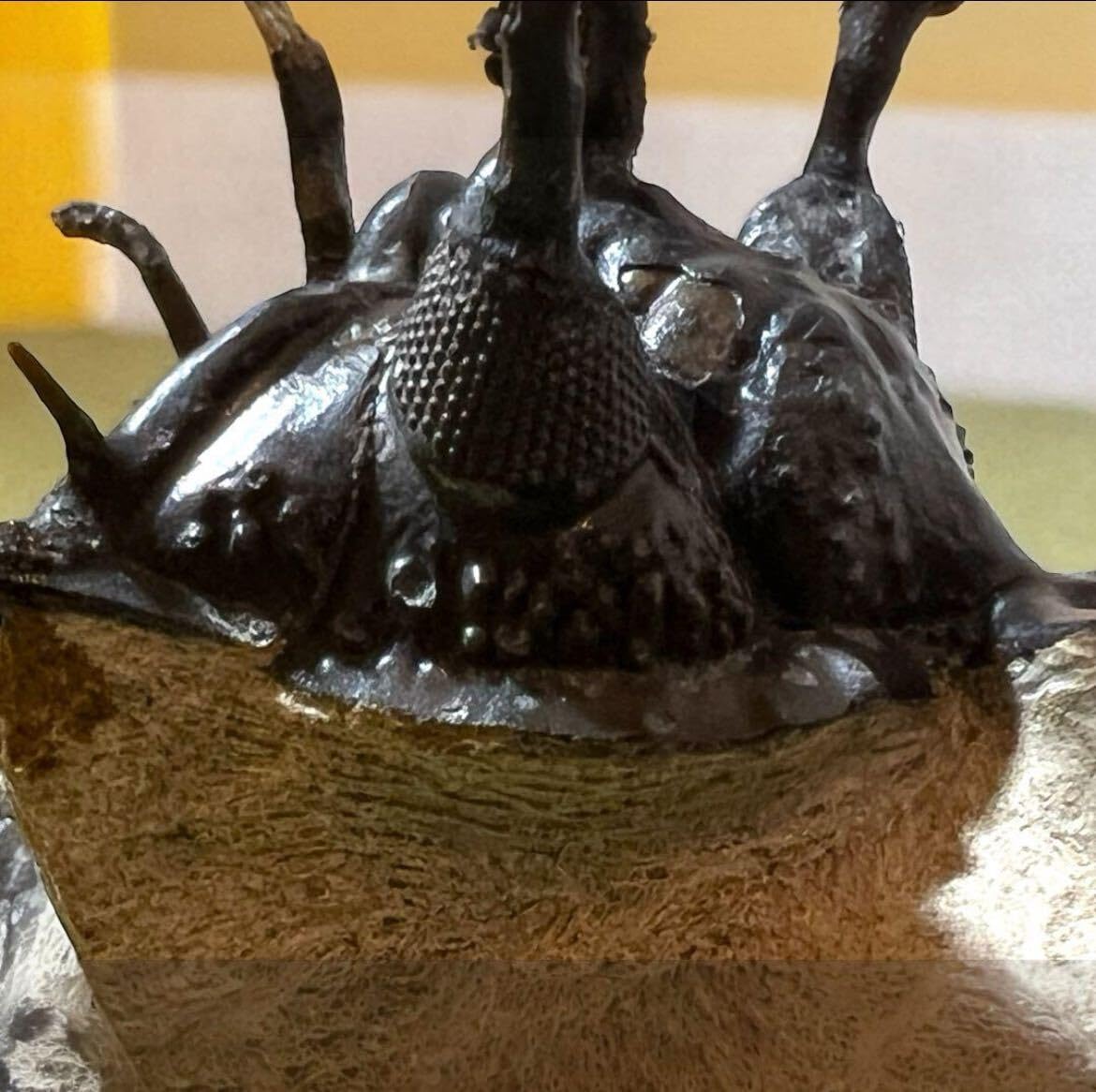 Amazon | WalliseropsLindoeiモロッコの三葉虫化石 303 | 化石・発掘